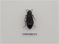 藏品(埋葬蟲)的圖片